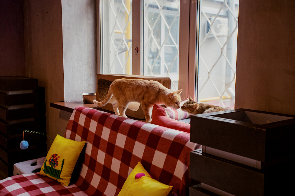 "Котофейня" на Курской. Изображение 2