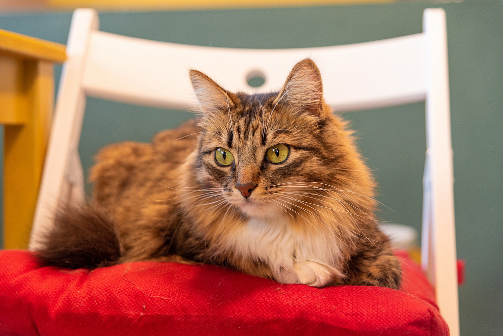 Котокафе "Котеешная №1". Изображение 9