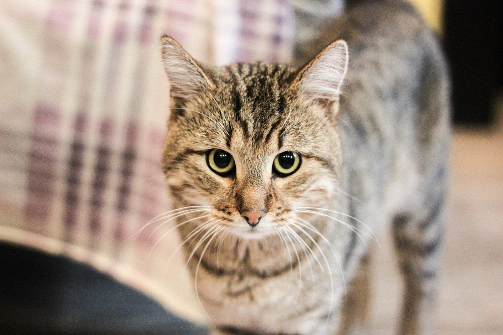 "Котофейня" на Курской. Изображение 12