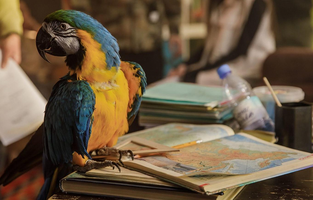 Возвращение попугая Кеши. Изображение 3