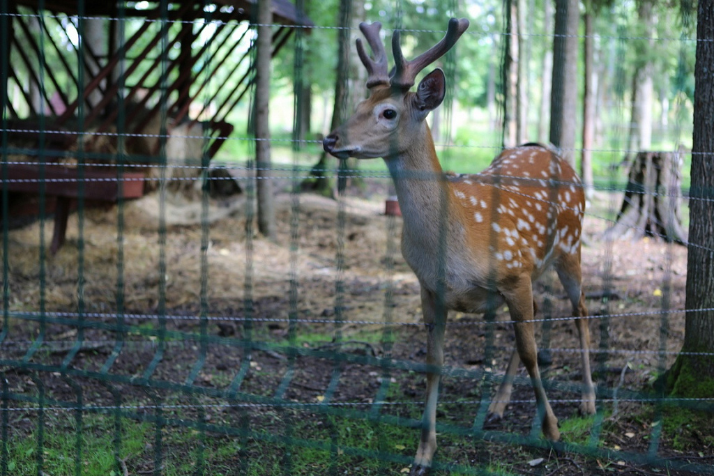 Партизанская деревня в парке Патриот. Изображение 8