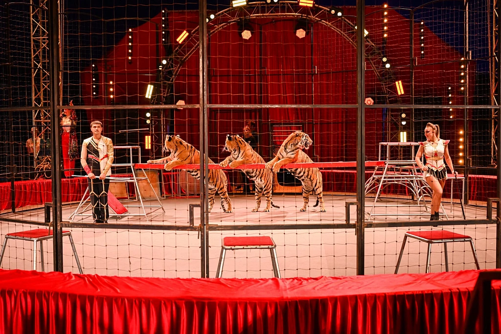 Цирковое лето в парках Москвы. Изображение 4