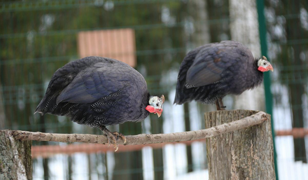 Живой уголок в Парке Патриот. Изображение 7