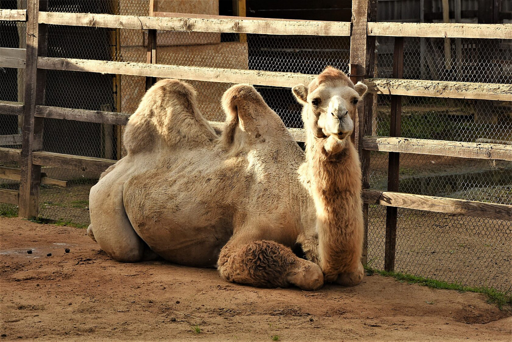 Планета обезьян. Изображение 8