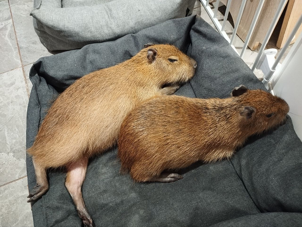 Бар Капибар. Изображение 2