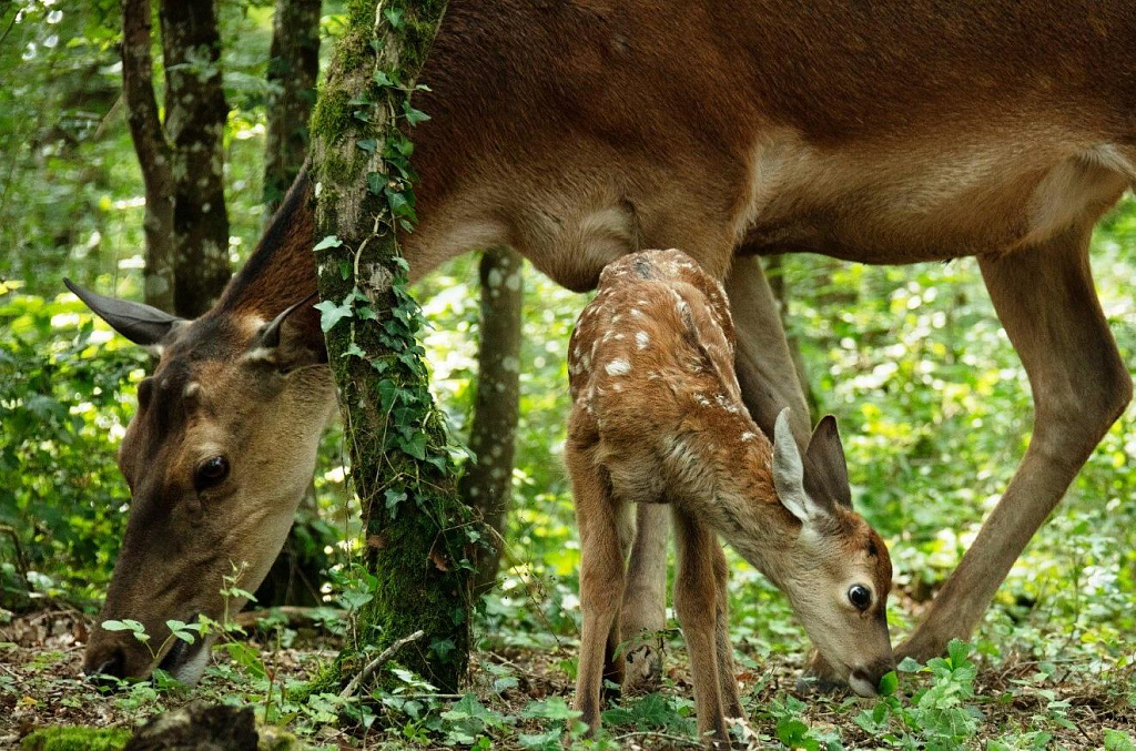 Бемби. История жизни в лесу. Изображение 1
