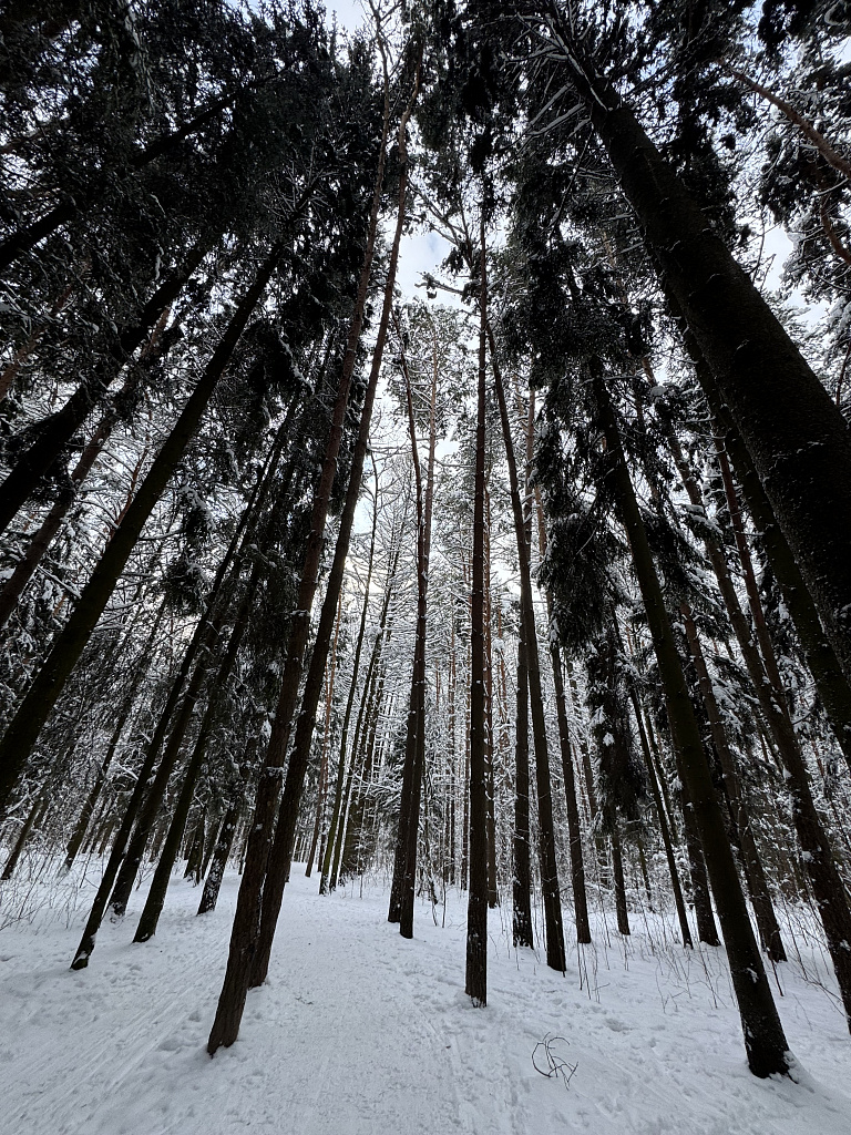 Мещерский парк. Изображение 24