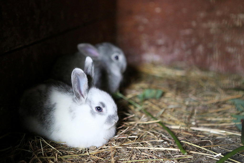 Живой уголок в Парке Патриот. Изображение 5