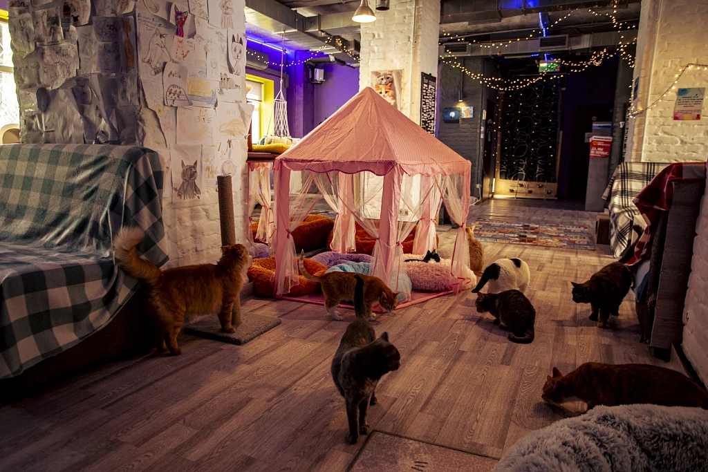 "Котофейня" на Курской. Изображение 7