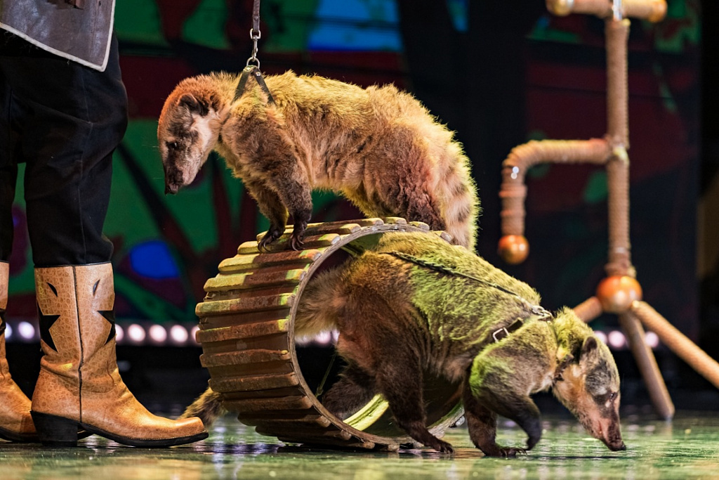 Шоу зверей. Изображение 4