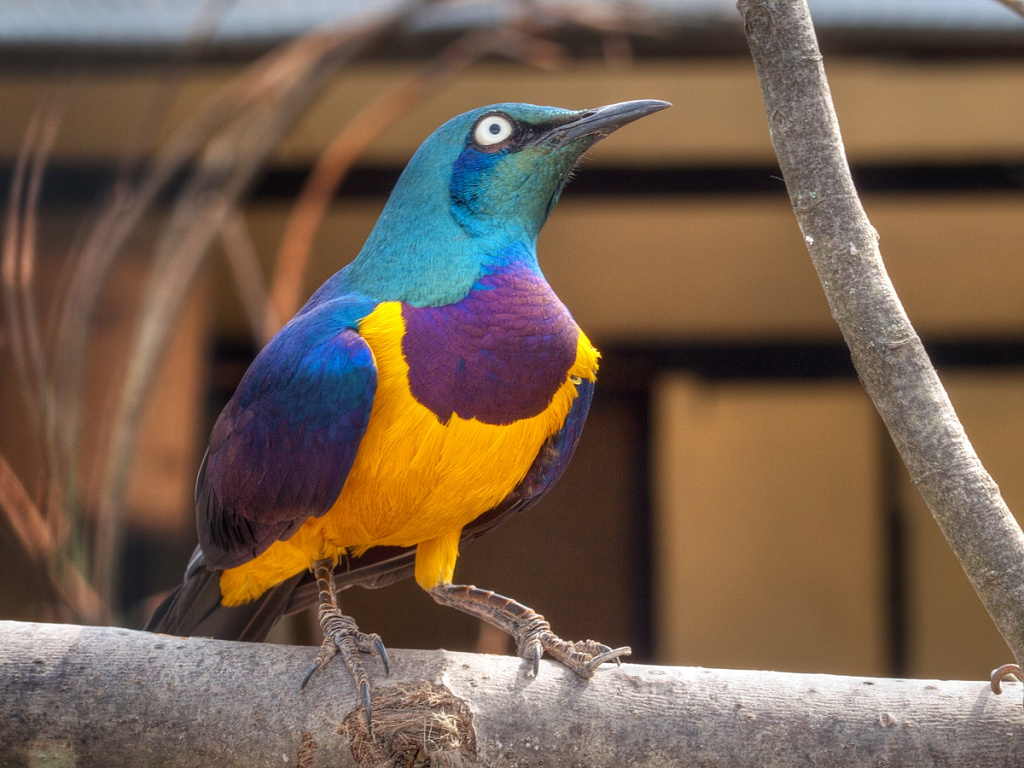 Парк Птиц Воробьи. Изображение 3