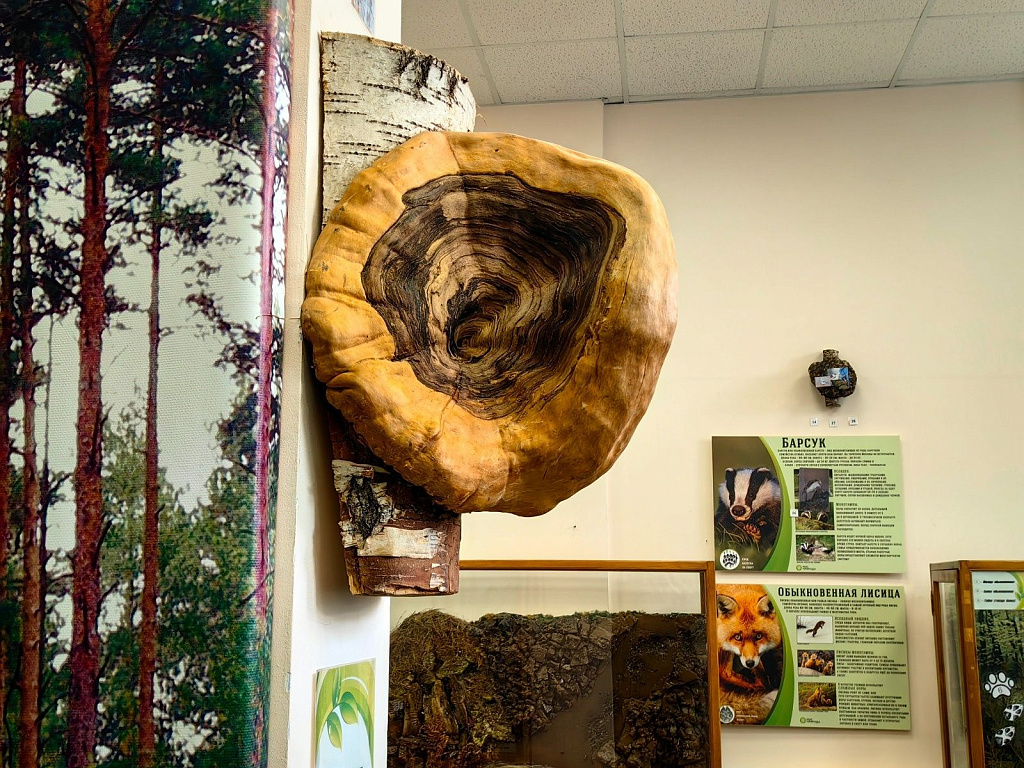 Занятия в экоцентре «Музей природы». Изображение 2