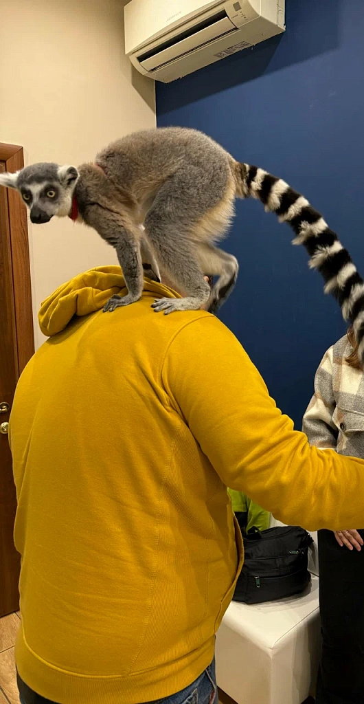 Лемур-кафе Вася. Изображение 3