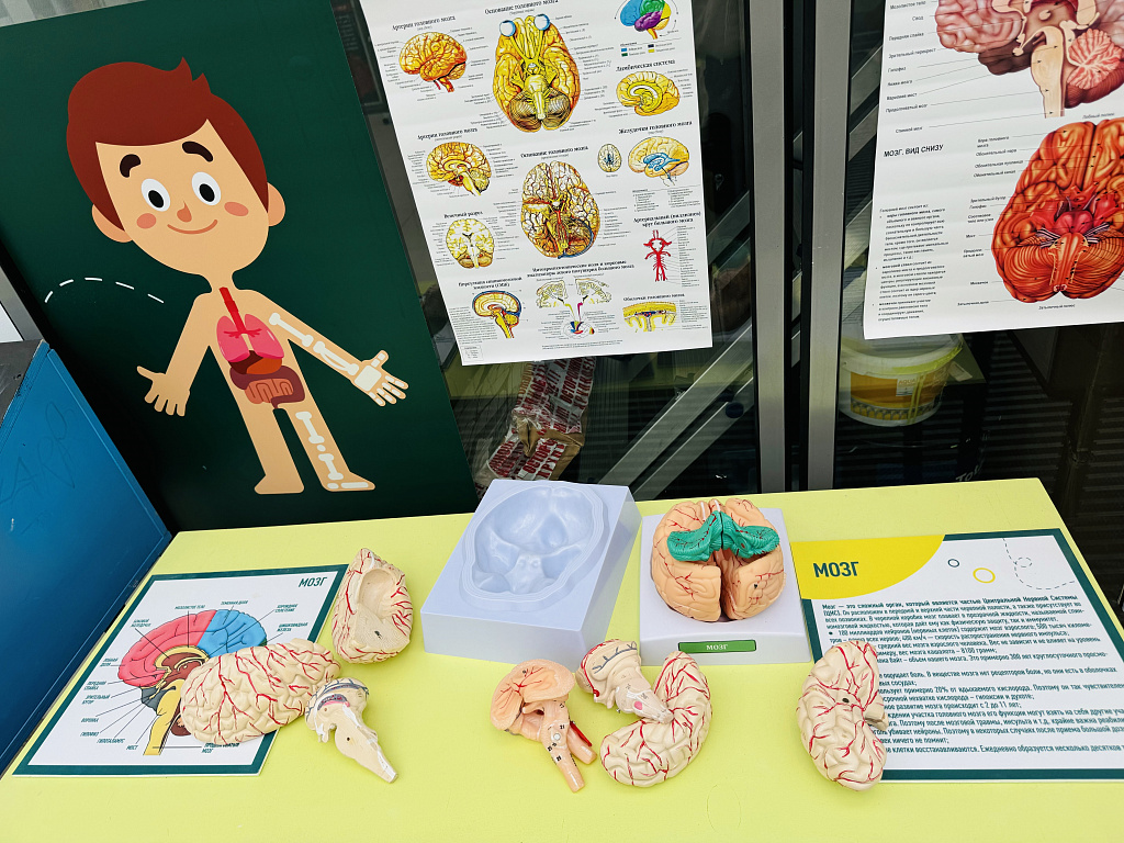 Анатомикум. Изображение 7