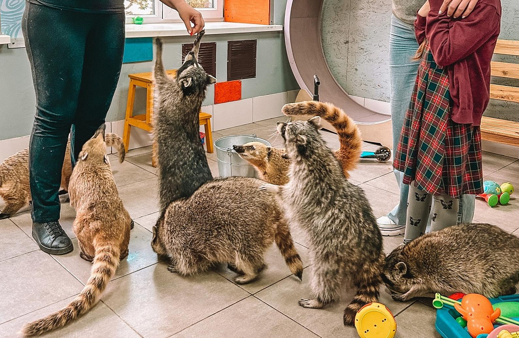 Антикафе "Енот-банда" на Семеновской. Изображение 6