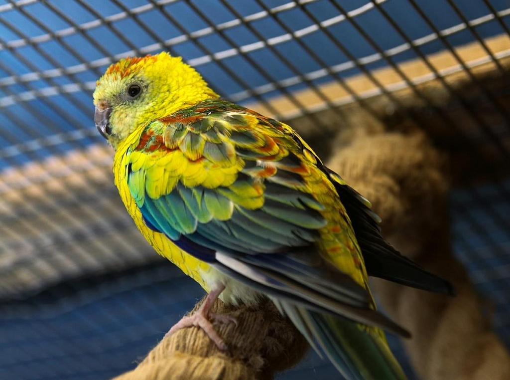 Попугайня. Изображение 3