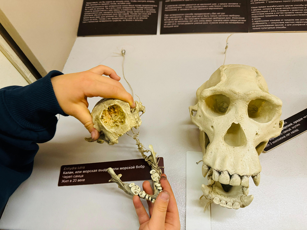 Биологический музей им. К.А. Тимирязева. Изображение 13