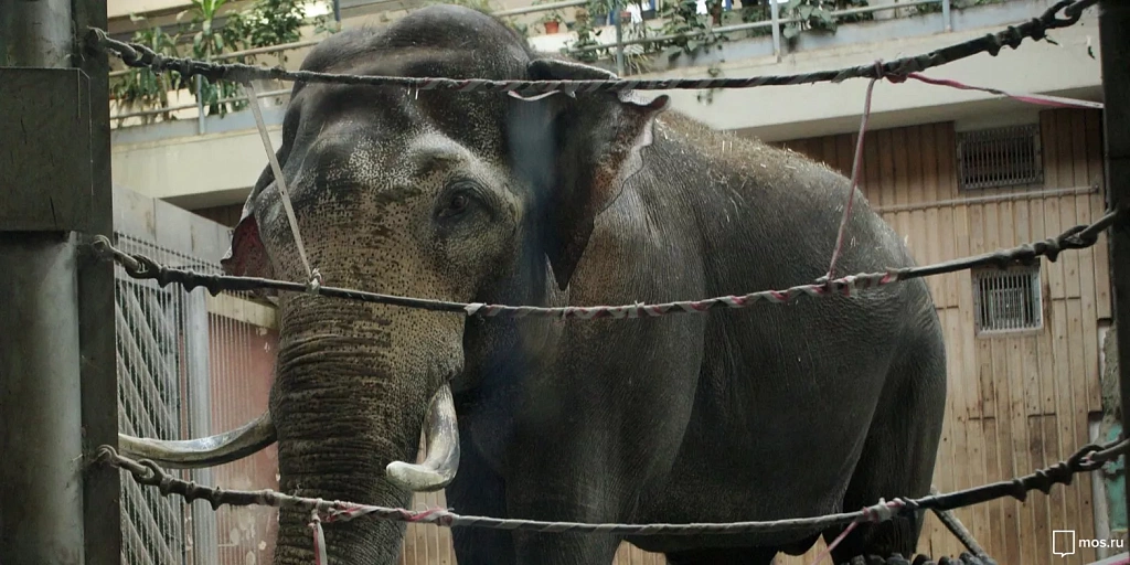 Музей слонов в Московском Зоопарке. Изображение 1