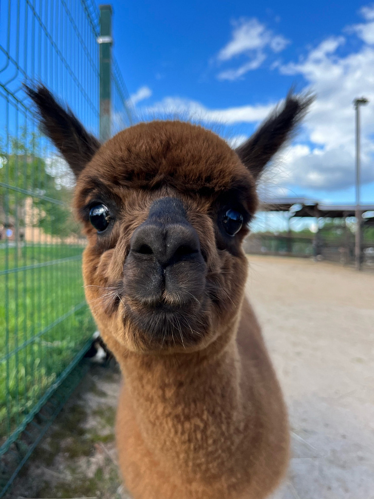 Экоферма "Российские Альпаки". Изображение 1