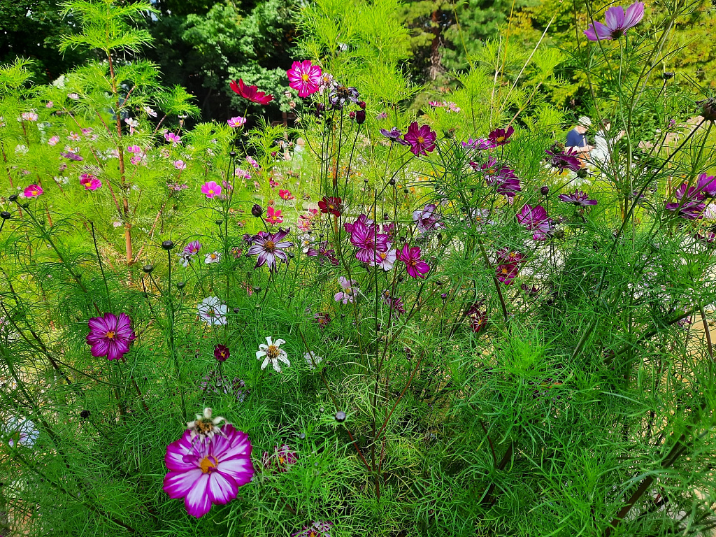 Экскурсии в Аптекарском огороде. Изображение 9