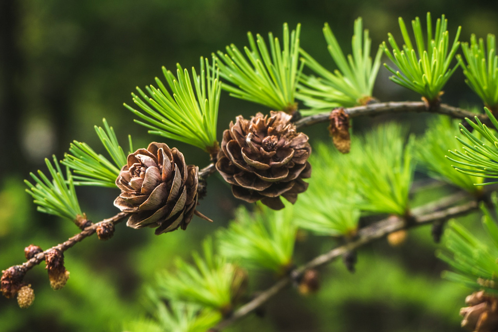 Парк "Дубки". Изображение 8