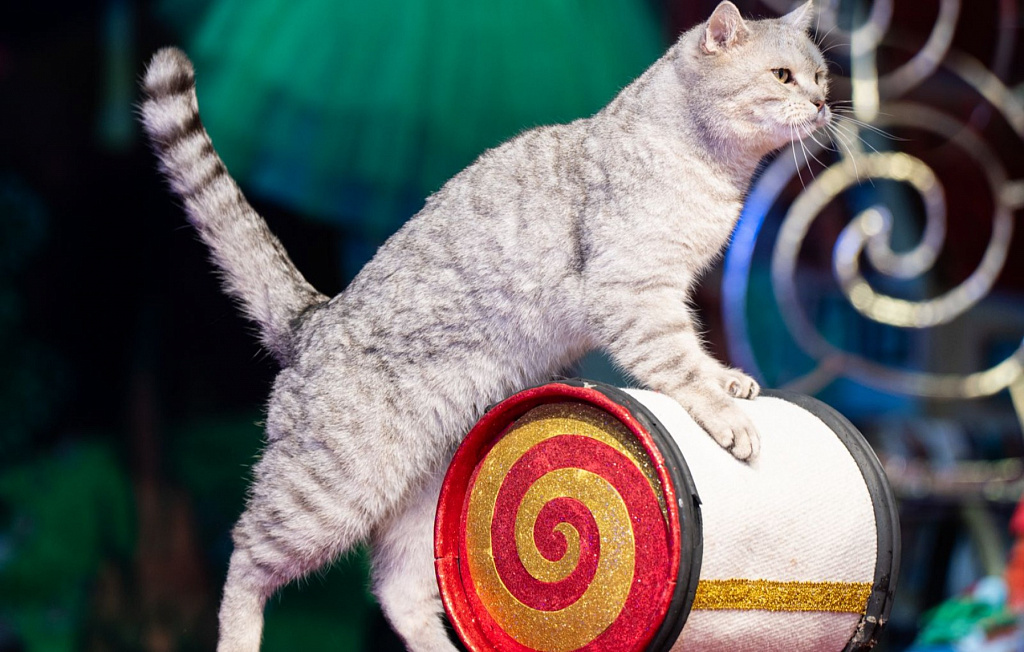 Коты спасают мир. Изображение 1