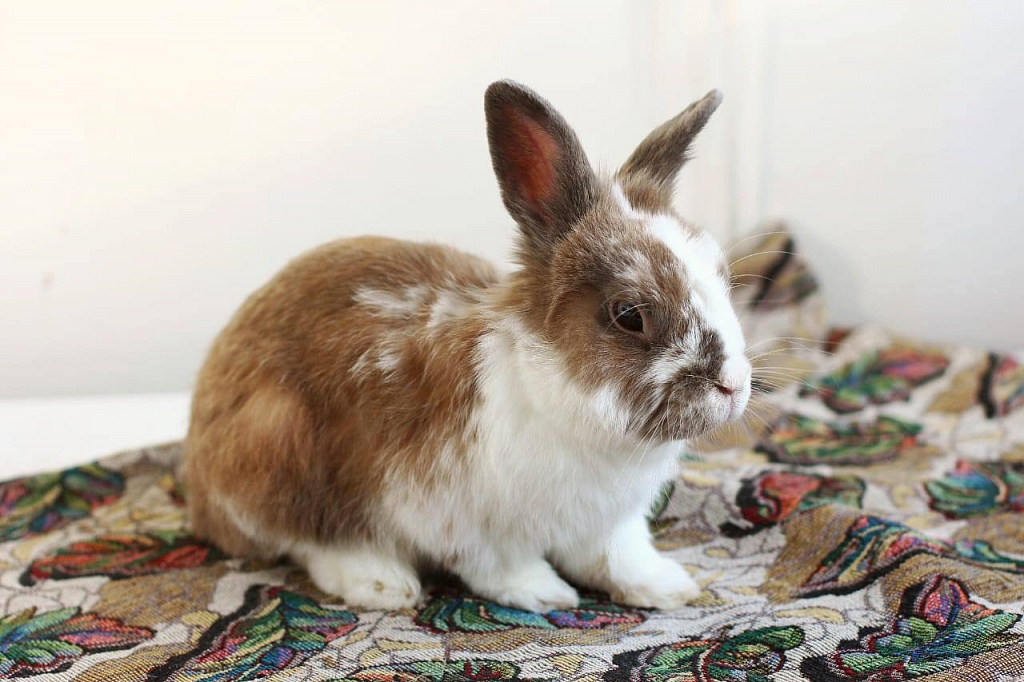 Зайкафе. Изображение 7