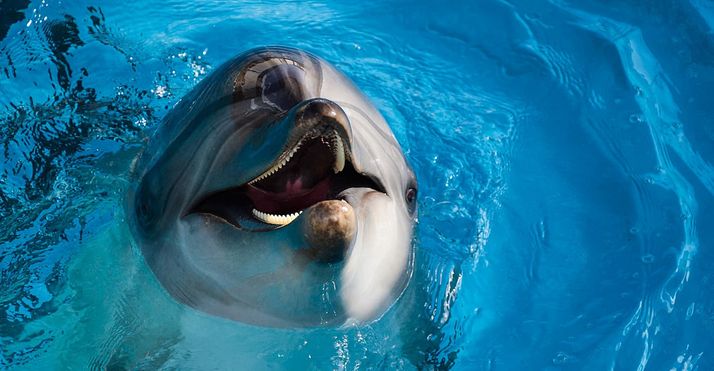 Москвариум - центр океанографии и морской биологии . Изображение 8