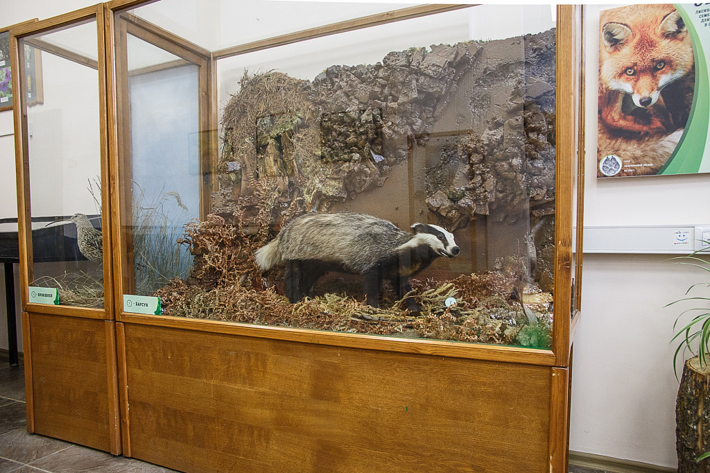 Занятия в экоцентре «Музей природы». Изображение 6