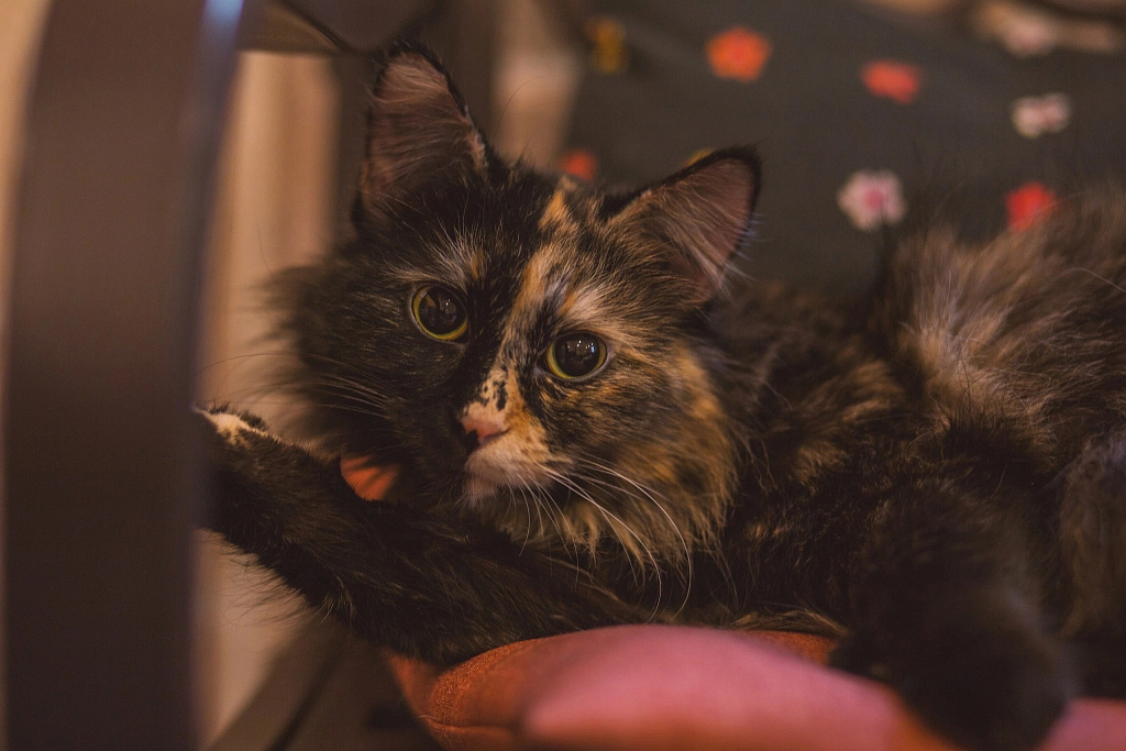 "Котофейня" на Курской. Изображение 10