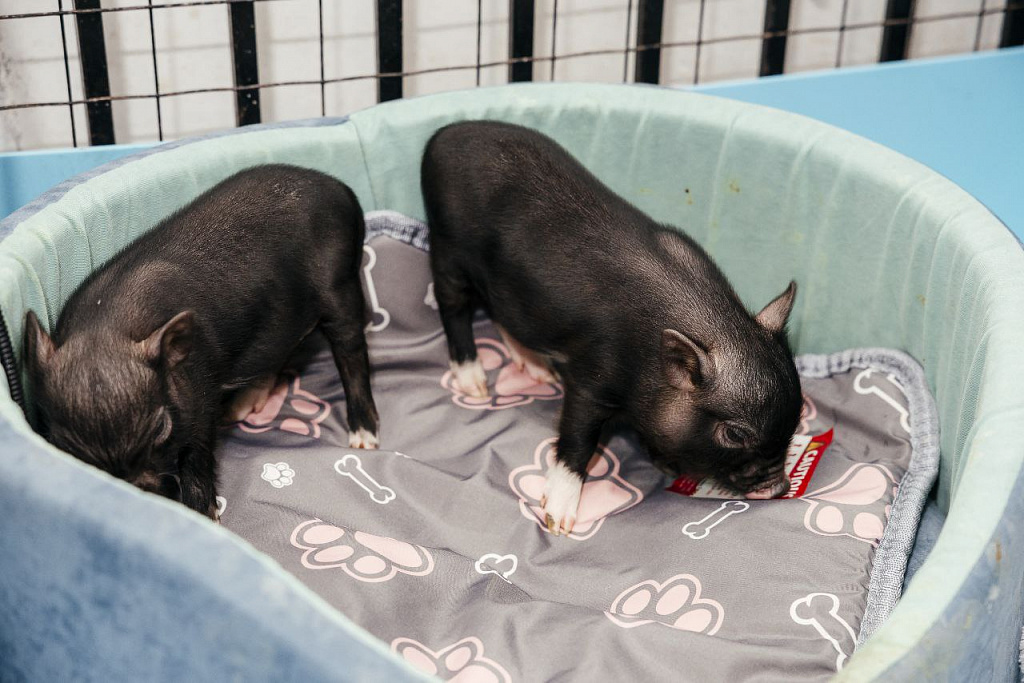 Антикафе "Минипиг". Изображение 2