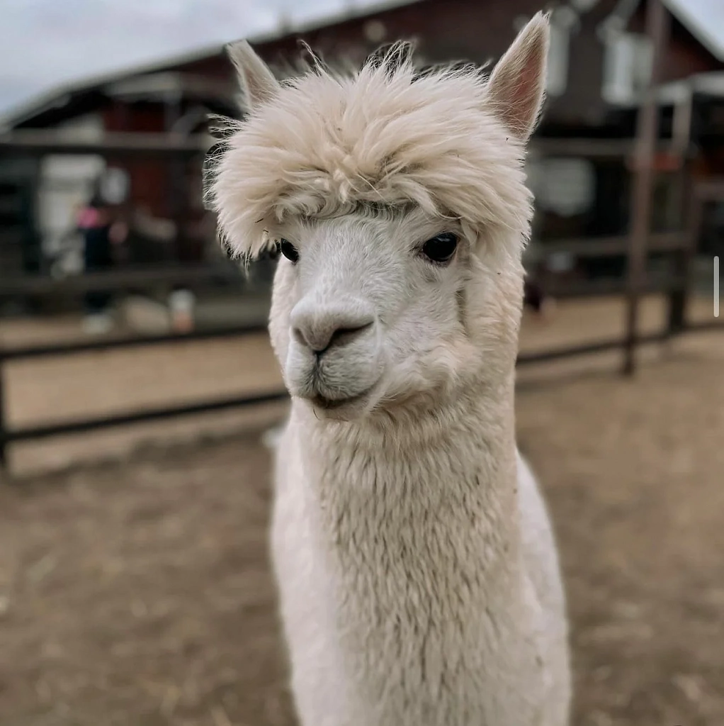 Экоферма "Российские Альпаки". Изображение 4
