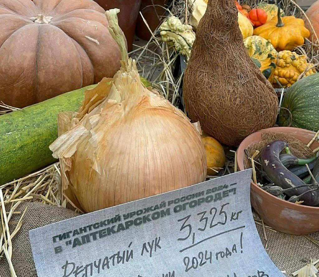 Выставка «Овощи-гиганты». Изображение 4