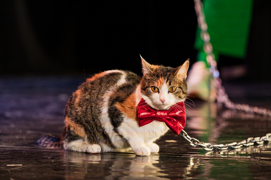 Шоу зверей. Изображение 5