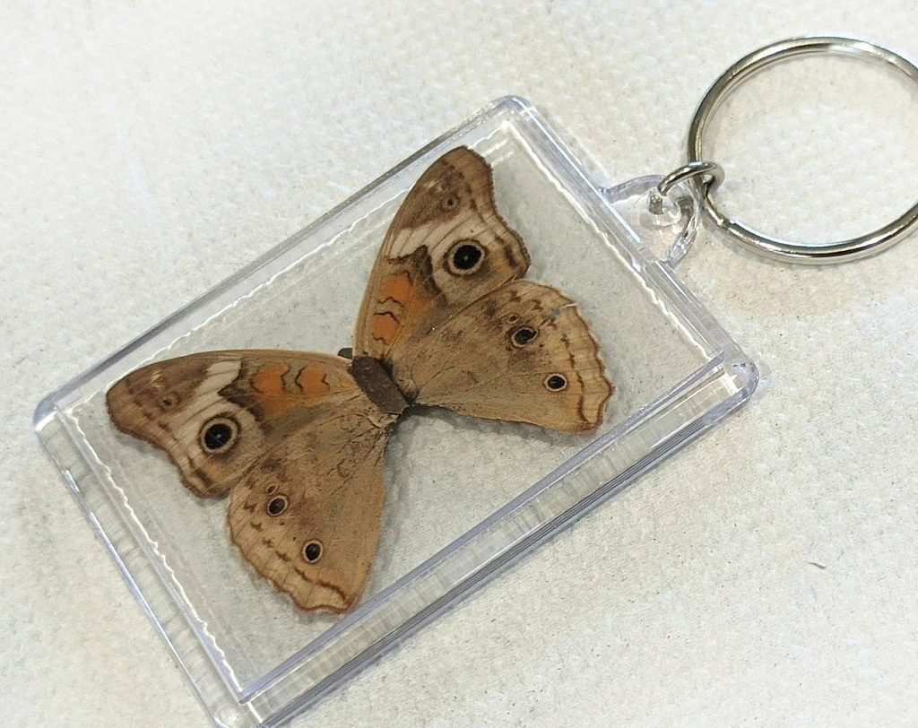 БАТТЕРФЛЯРИУМ на ВДНХ. Изображение 7