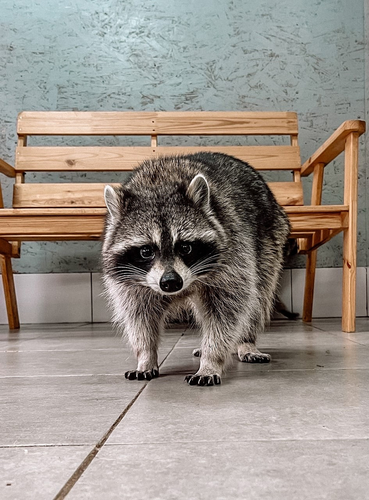 Антикафе "Енот-банда" на Сухаревской. Изображение 5