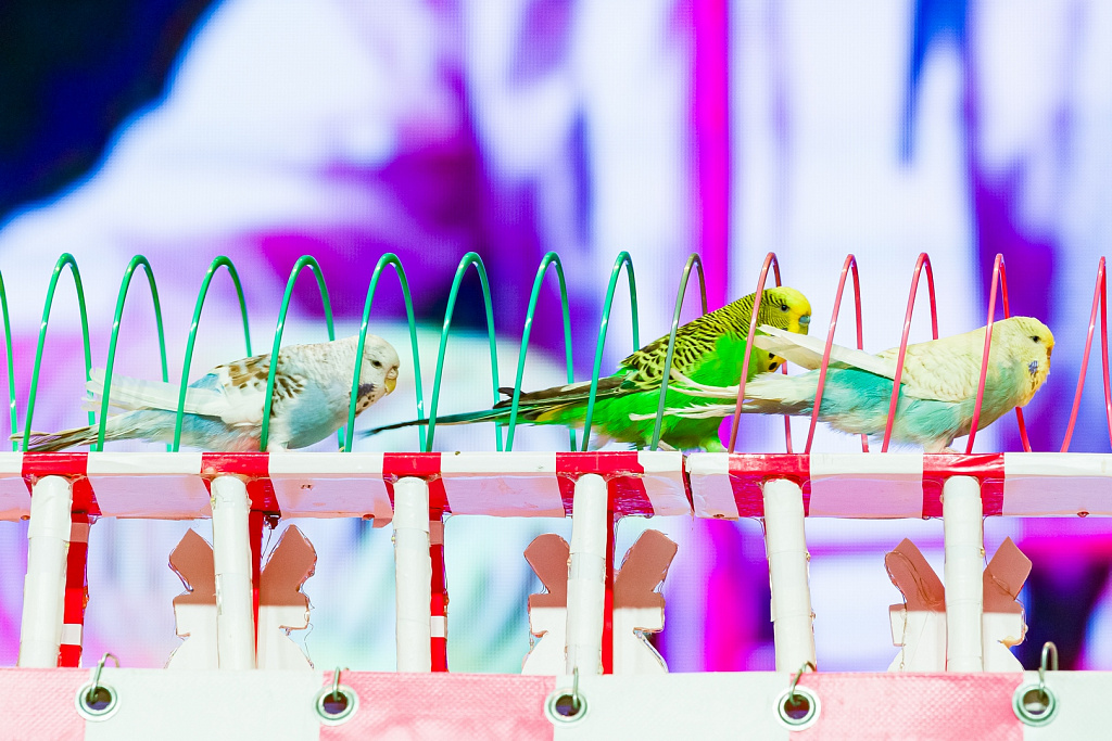 Пушистый цирк. Изображение 6