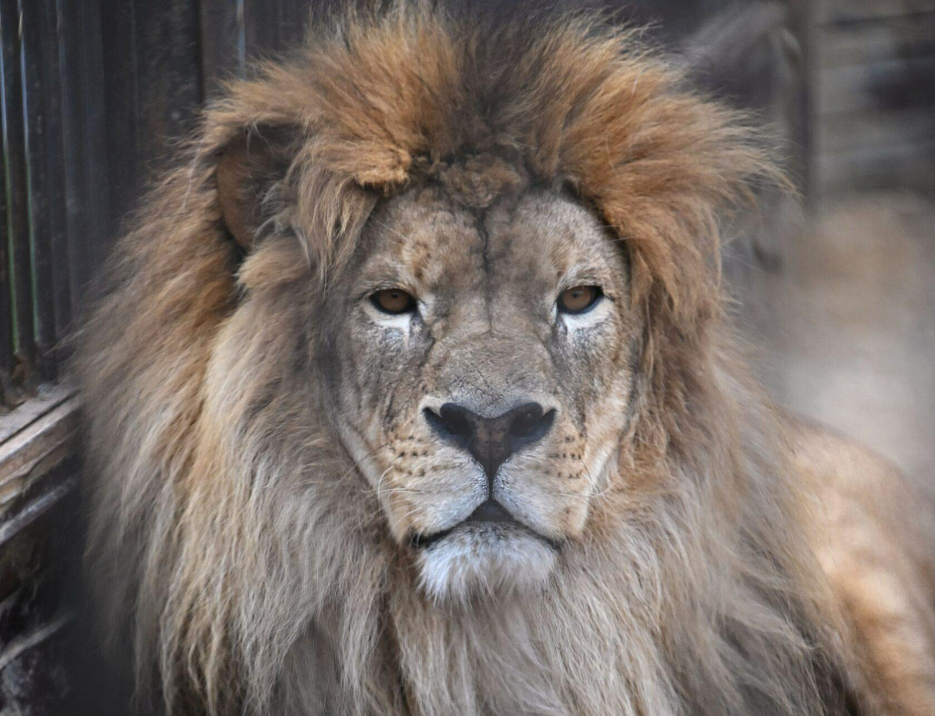 Планета обезьян. Изображение 2