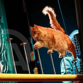 Новогодние представления с животными