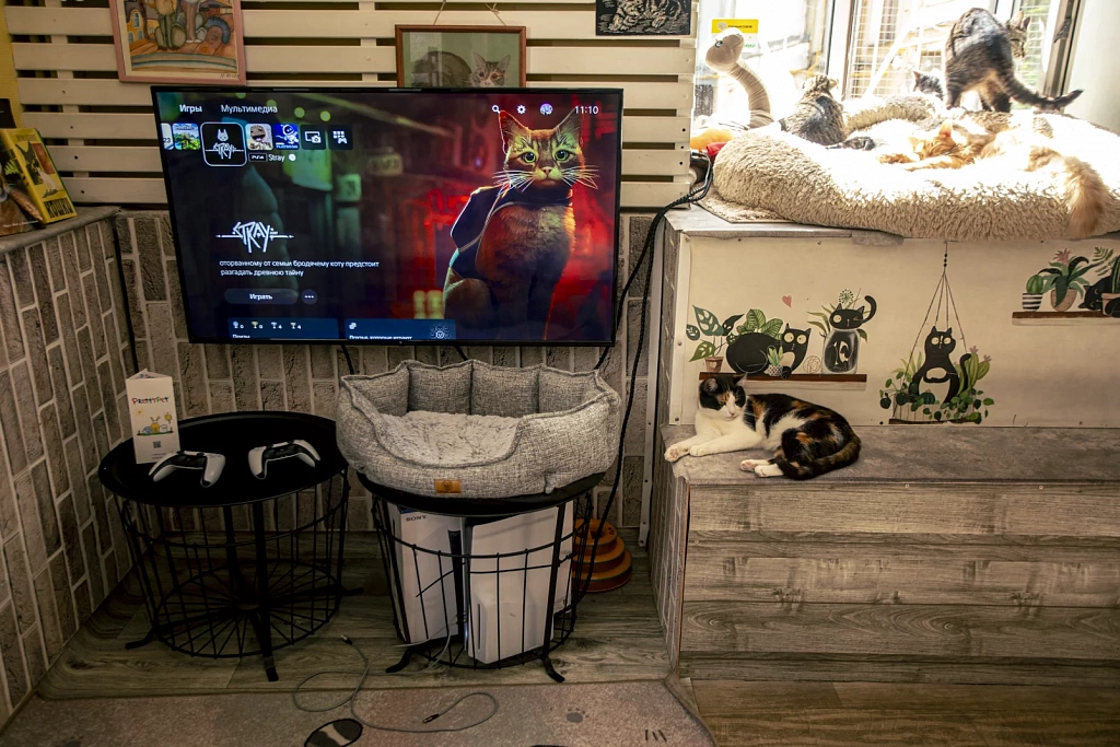 "Котофейня" на Маросейке. Изображение 2