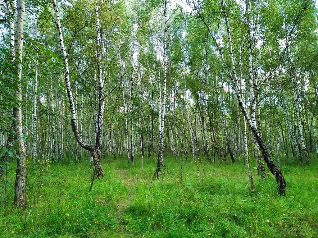 Бирюлевский лесопарк-дендрарий. Изображение 6