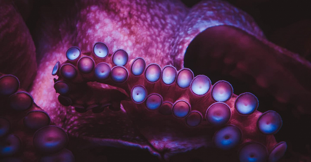 Москвариум - центр океанографии и морской биологии . Изображение 9