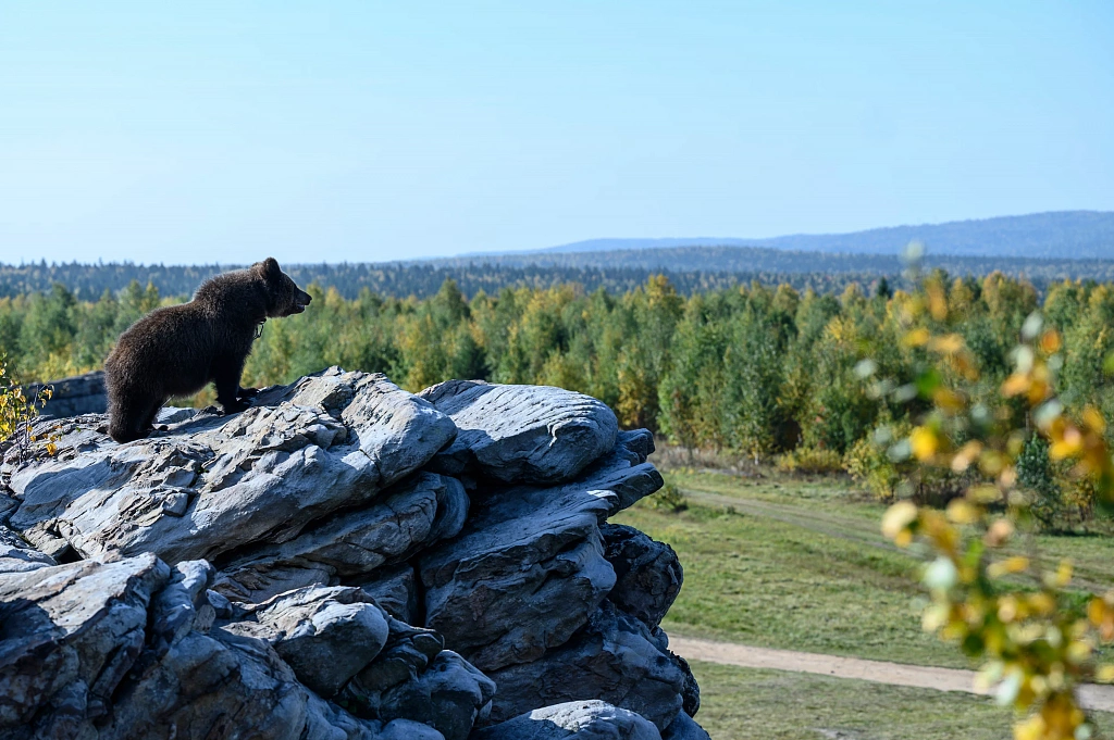 Пальма 2. Изображение 3