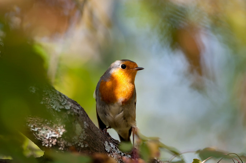 Приокско-террасный природный заповедник. Изображение 14