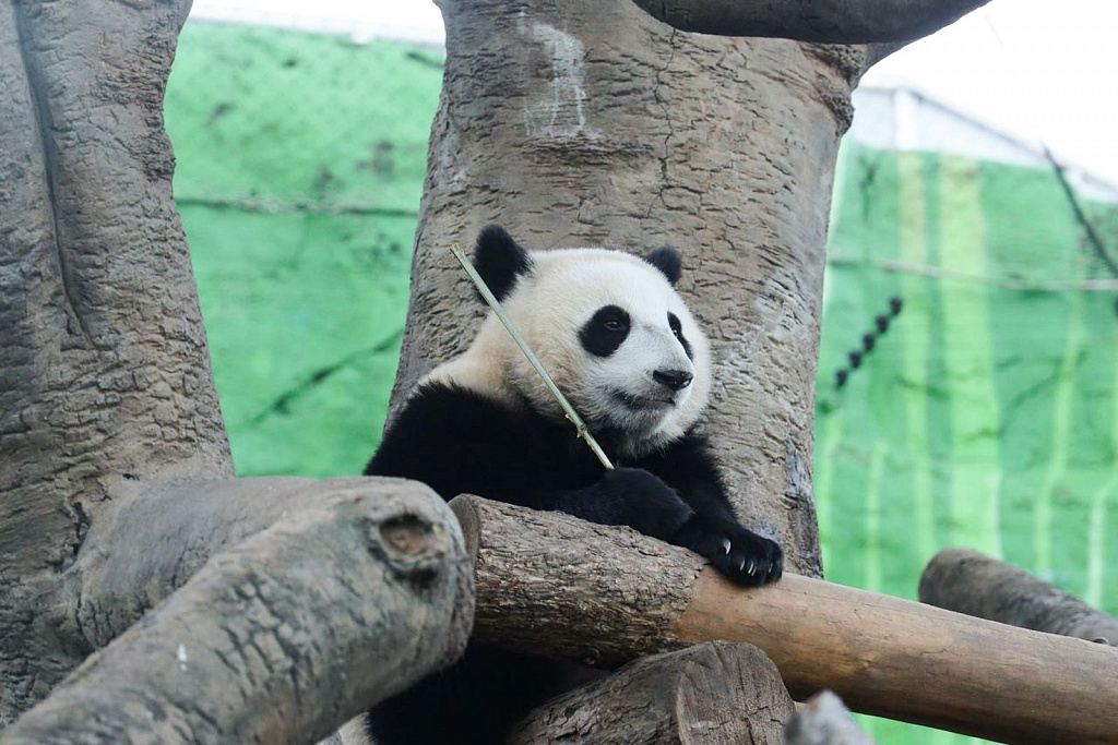 День Рождения панды Катюши в Зоопарке. Изображение 2