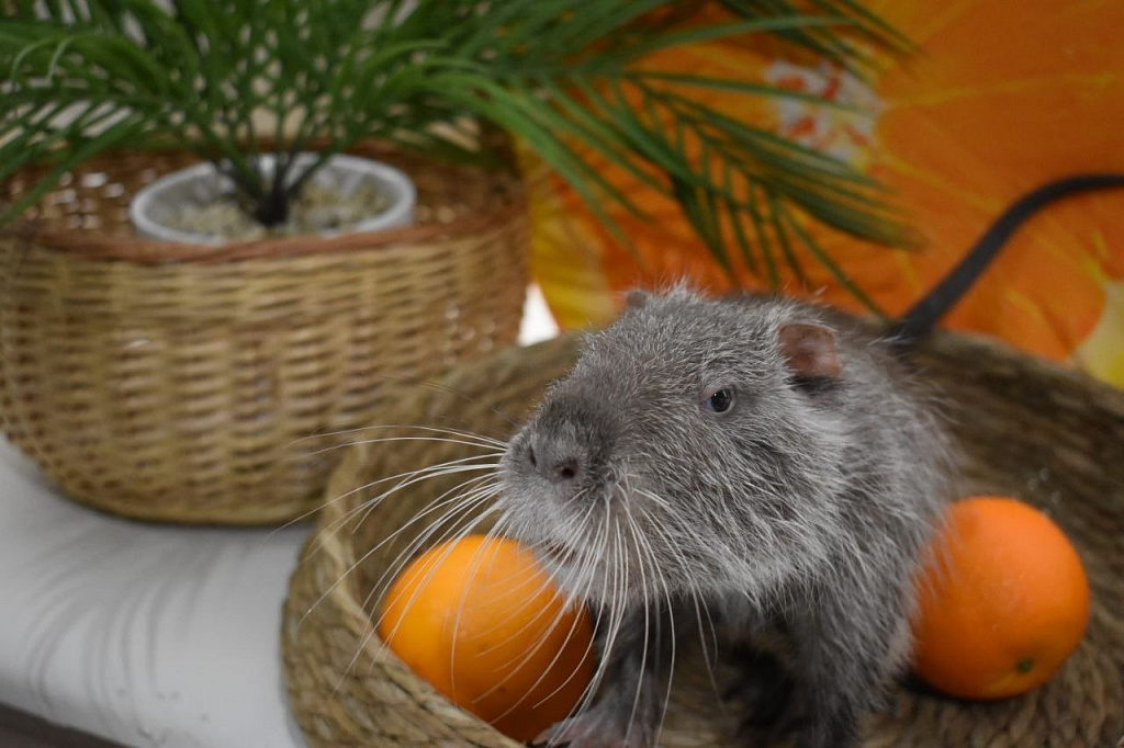 Бар Капибар. Изображение 4