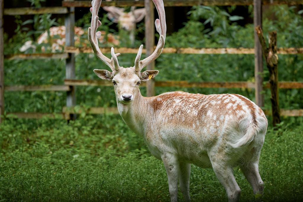Экоцентр «Дом Лани». Изображение 13
