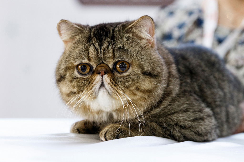 Зоофест 2025. Изображение 3