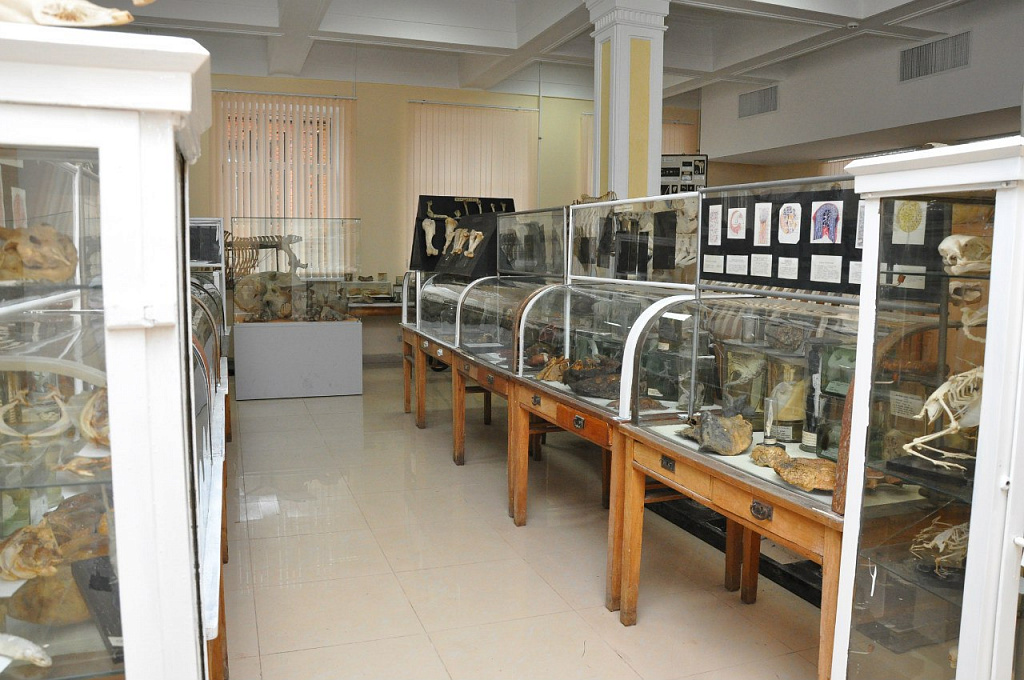 Музей Анатомии им. Б.К. Гиндце. Изображение 1