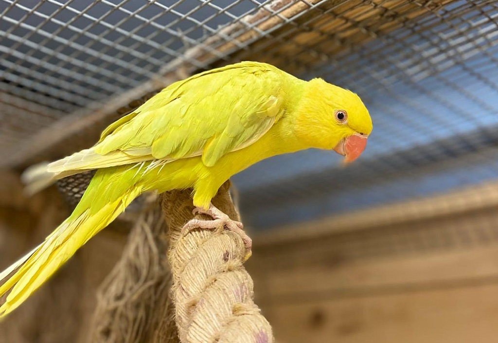 Попугайня. Изображение 1